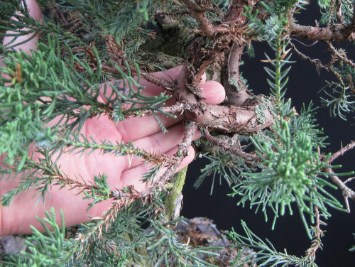 juniper bonsai
